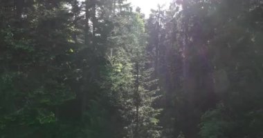 Gizemli Orman 'ın Hava Görüntüsü Orman Sisi' nde Gündoğumu. Sabahları bir çam ormanının üzerinde uçmanın sinematik görüntüsü. Sihirli sis ve güneş ışınları var..