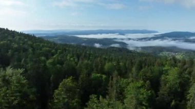 Gizemli Orman 'ın Hava Görüntüsü Orman Sisi' nde Gündoğumu. Sabahları bir çam ormanının üzerinde uçmanın sinematik görüntüsü. Sihirli sis ve güneş ışınları var..