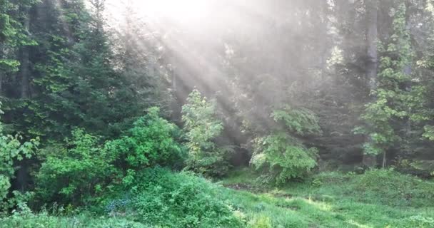 Εναέρια Άποψη Του Μυστικού Δάσους Ξημέρωμα Woodland Στην Ομίχλη Δάσος — Αρχείο Βίντεο
