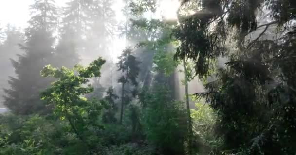 Gizemli Orman Hava Görüntüsü Orman Sisi Nde Gündoğumu Sabahları Bir — Stok video