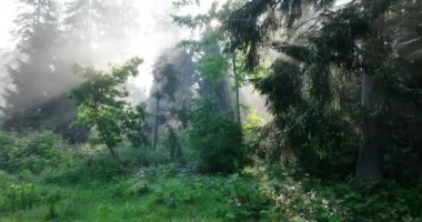 Gizemli Orman 'ın Hava Görüntüsü Orman Sisi' nde Gündoğumu. Sabahları bir çam ormanının üzerinde uçmanın sinematik görüntüsü. Sihirli sis ve güneş ışınları var..