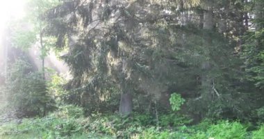 Gizemli Orman 'ın Hava Görüntüsü Orman Sisi' nde Gündoğumu. Sabahları bir çam ormanının üzerinde uçmanın sinematik görüntüsü. Sihirli sis ve güneş ışınları var..