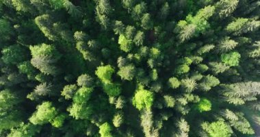 Gizemli Orman 'ın Hava Görüntüsü Orman Sisi' nde Gündoğumu. Sabahları bir çam ormanının üzerinde uçmanın sinematik görüntüsü. Sihirli sis ve güneş ışınları var..