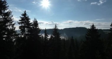 Gizemli Orman 'ın Hava Görüntüsü Orman Sisi' nde Gündoğumu. Sabahları bir çam ormanının üzerinde uçmanın sinematik görüntüsü. Sihirli sis ve güneş ışınları var..