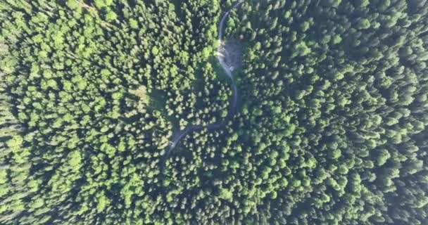 ミスティックフォレストウッドランドの日の出の空中ビュー 午前中に松の森の上を飛ぶシネマティックな景色 魔法の霧と太陽の光線がある — ストック動画