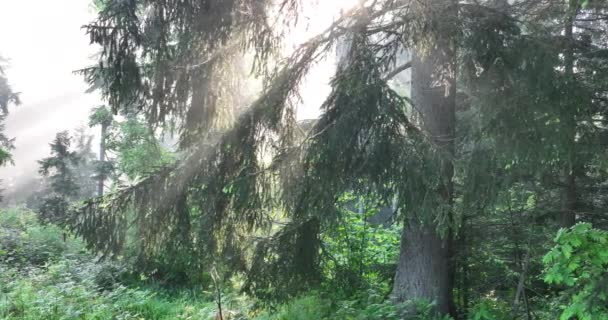 Luftaufnahme Von Mystic Forest Woodland Sonnenaufgang Nebelwald Nebel Filmaufnahme Vom — Stockvideo