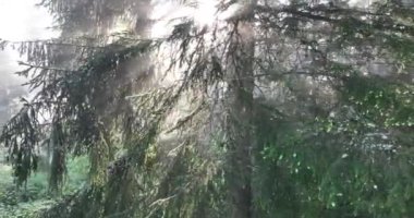 Gizemli Orman 'ın Hava Görüntüsü Orman Sisi' nde Gündoğumu. Sabahları bir çam ormanının üzerinde uçmanın sinematik görüntüsü. Sihirli sis ve güneş ışınları var..