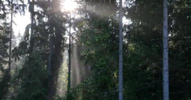 Gizemli Orman 'ın Hava Görüntüsü Orman Sisi' nde Gündoğumu. Sabahları bir çam ormanının üzerinde uçmanın sinematik görüntüsü. Sihirli sis ve güneş ışınları var..