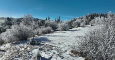 Kış Ormanı Karları Ağaçları Kaplamıştı Alp Dağları Sabah Erken Güneş Doğumu Tatil ve Turizm Ağacı Canlı Renkler Hava 4k Sineması