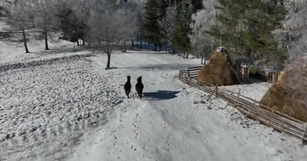 Foresta Invernale Natura Alberi Invernali Innevati Paesaggio Alpino Mattina Presto — Video Stock