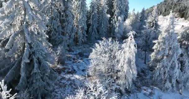 Vinter Skog Natur Snö Täckt Vinter Träd Alpina Landskap Tidig — Stockvideo