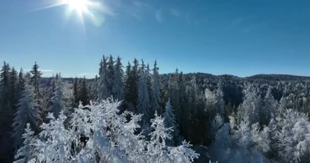 冬季森林自然覆盖的冰雪覆盖的冬季树木高山景观晨光假日旅行及旅游霜冻树梢气色艳丽空中4K电影 — 图库视频影像