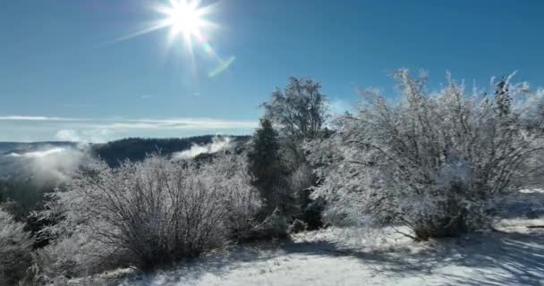 Зимовий Ліс Природа Сніг Покритий Зимовими Деревами Альпійський Пейзаж Ранній — стокове відео