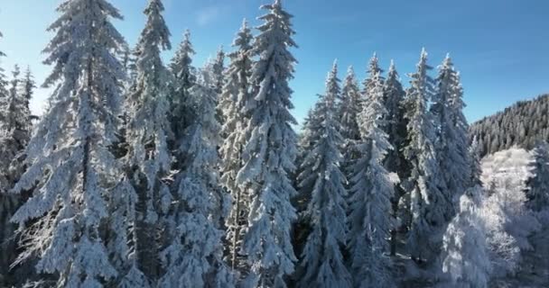 Зимовий Ліс Природа Сніг Покритий Зимовими Деревами Альпійський Пейзаж Ранній — стокове відео