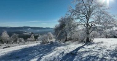 Kış Ormanı Karları Ağaçları Kaplamıştı Alp Dağları Sabah Erken Güneş Doğumu Tatil ve Turizm Ağacı Canlı Renkler Hava 4k Sineması
