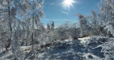 Kış Ormanı Karları Ağaçları Kaplamıştı Alp Dağları Sabah Erken Güneş Doğumu Tatil ve Turizm Ağacı Canlı Renkler Hava 4k Sineması