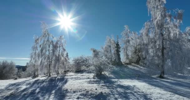 Kış Ormanı Karları Ağaçları Kaplamıştı Alp Dağları Sabah Erken Güneş — Stok video