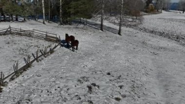 Kış Ormanı Karları Ağaçları Kaplamıştı Alp Dağları Sabah Erken Güneş Doğumu Tatil ve Turizm Ağacı Canlı Renkler Hava 4k Sineması