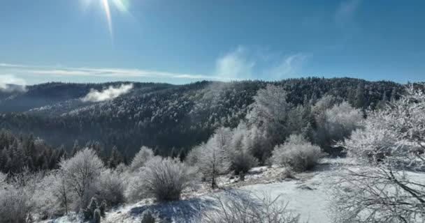 Winter Wald Natur Schneebedeckte Winterbäume Alpine Landschaft Früh Morgen Sonnenaufgang — Stockvideo