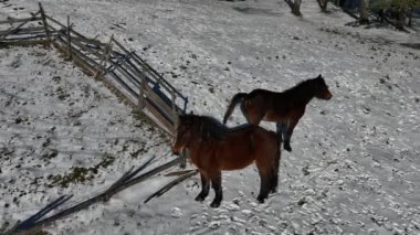 Kış Ormanı Karları Ağaçları Kaplamıştı Alp Dağları Sabah Erken Güneş Doğumu Tatil ve Turizm Ağacı Canlı Renkler Hava 4k Sineması