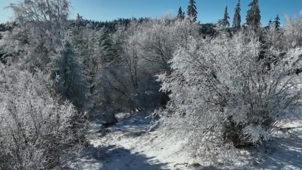 Зимний Лес Природа Снег Покрытые Зимние Деревья Альпийский Пейзаж Ранним — стоковое видео