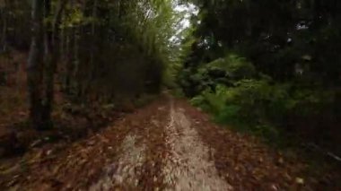 FPV hava aracı güneşli bir sonbahar gününde orman yolunu görüyor. Ağaçlar sonbaharda bir yolun üzerinde tünel oluşturuyorlar. Seyahat ve doğa kavramı. Orman havasında sonbaharın başlarında hızlı ve soyut bir bakış açısıyla. Sonbahar renkleri