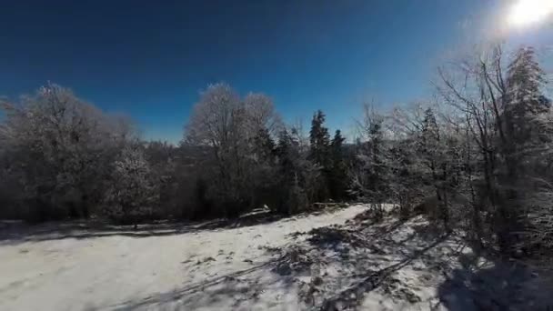 Forêt Hiver Nature Arbres Hiver Couvert Neige Paysage Alpin Tôt — Video