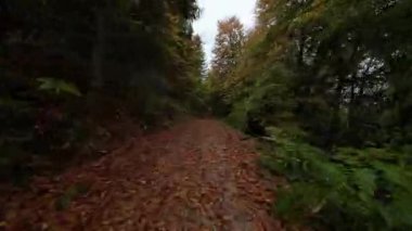 FPV hava aracı güneşli bir sonbahar gününde orman yolunu görüyor. Ağaçlar sonbaharda bir yolun üzerinde tünel oluşturuyorlar. Seyahat ve doğa kavramı. Orman havasında sonbaharın başlarında hızlı ve soyut bir bakış açısıyla. Sonbahar renkleri