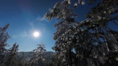 Kış Ormanı Karları Ağaçları Kaplamıştı Alp Dağları Sabah Erken Güneş Doğumu Tatil ve Turizm Ağacı Canlı Renkler Hava 4k FPV