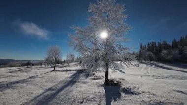 Kış Ormanı Karları Ağaçları Kaplamıştı Alp Dağları Sabah Erken Güneş Doğumu Tatil ve Turizm Ağacı Canlı Renkler Hava 4k FPV
