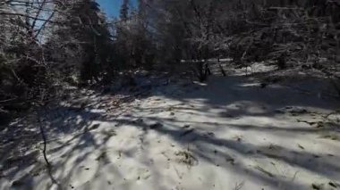 Kış Ormanı Karları Ağaçları Kaplamıştı Alp Dağları Sabah Erken Güneş Doğumu Tatil ve Turizm Ağacı Canlı Renkler Hava 4k FPV