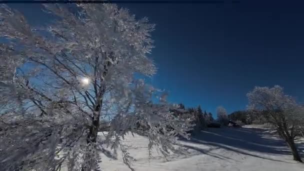 冬季森林自然覆盖的冰雪覆盖的冬季树木高山景观晨光假日旅行和旅游霜冻树梢振奋人心的色彩空中4K Fpv — 图库视频影像