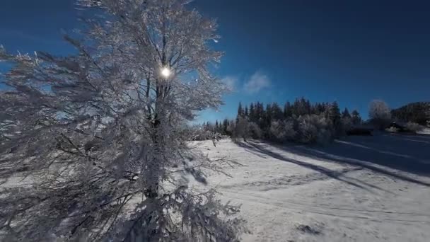 Pădure Iarnă Natură Zăpadă Acoperită Copaci Iarnă Peisaj Alpin Dimineața — Videoclip de stoc