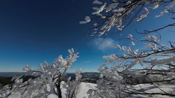 Winter Forest Nature Snow Covered Winter Trees Alpine Landscape Early — Stock Video