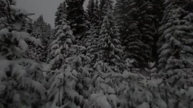 Kışın karlı gecelerde peri ormanı manzarası inanılmazdır. FPV dronu karlı çam ağaçlarında uçuyor. Tatil seyahati