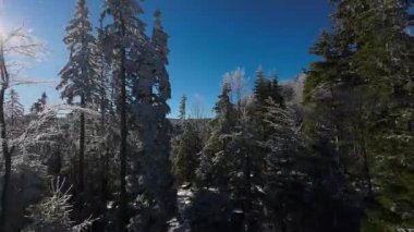 Kış Ormanı Karları Ağaçları Kaplamıştı Alp Dağları Sabah Erken Güneş Doğumu Tatil ve Turizm Ağacı Canlı Renkler Hava 4k FPV
