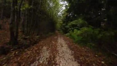 FPV hava aracı güneşli bir sonbahar gününde orman yolunu görüyor. Ağaçlar sonbaharda bir yolun üzerinde tünel oluşturuyorlar. Seyahat ve doğa kavramı. Orman havasında sonbaharın başlarında hızlı ve soyut bir bakış açısıyla. Sonbahar renkleri