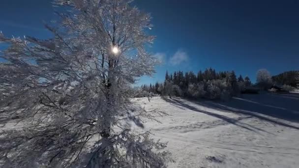 Zimní Les Příroda Snow Pokryté Zimní Stromy Alpská Krajina Časné — Stock video