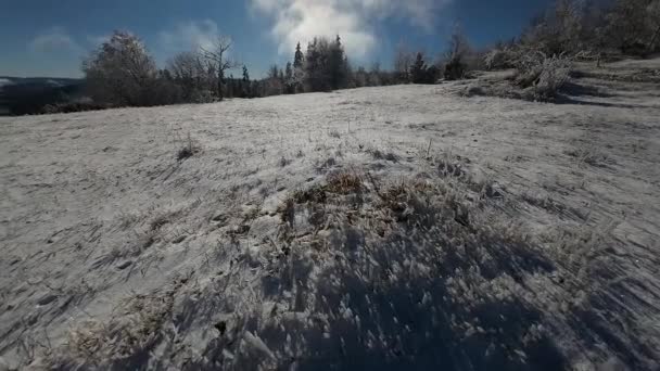 Forêt Hiver Nature Arbres Hiver Couvert Neige Paysage Alpin Tôt — Video