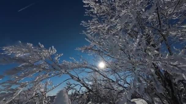 Inverno Floresta Natureza Neve Coberto Inverno Árvores Alpino Paisagem Madrugada — Vídeo de Stock