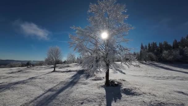 Winterbos Natuur Sneeuw Bedekt Winterbomen Alpenlandschap Vroeg Ochtend Zonsopgang Vakantie — Stockvideo