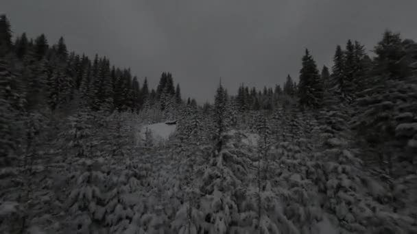 Bosque Invierno Naturaleza Árboles Invierno Cubiertos Nieve Paisaje Alpino Temprano — Vídeo de stock
