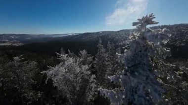 Kış Ormanı Karları Ağaçları Kaplamıştı Alp Dağları Sabah Erken Güneş Doğumu Tatil ve Turizm Ağacı Canlı Renkler Hava 4k FPV