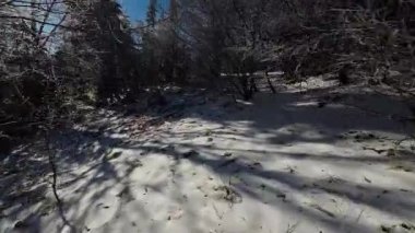 Kış Ormanı Karları Ağaçları Kaplamıştı Alp Dağları Sabah Erken Güneş Doğumu Tatil ve Turizm Ağacı Canlı Renkler Hava 4k FPV