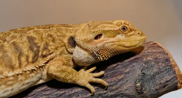 Close Photo Bearded Dragon Reveals Its Yellow Skin Texture Red — Stock Photo, Image