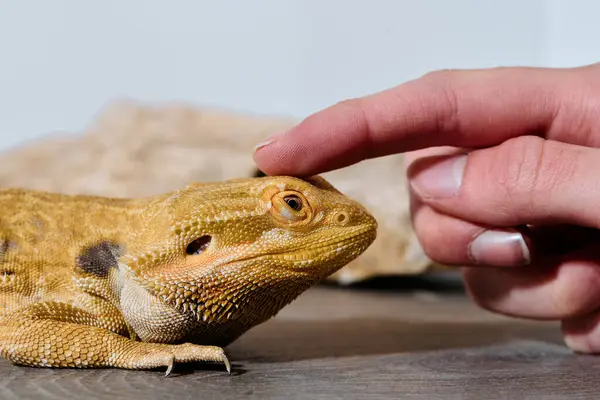 Close Photo Two Bearded Dragons Reveals Its Yellow Skin Texture — Stock Photo, Image