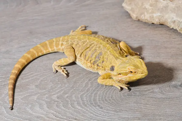 Close Photo Bearded Dragon Reveals Its Yellow Skin Texture Red — Stock Photo, Image