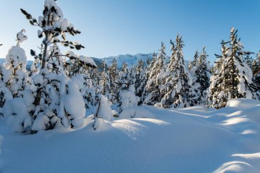 Güneşle öpülmüş tepelerin nefes kesici güzelliğine dalın. Parlak güneş ışınları görkemli çam ormanının tepesinde dans ederken huzur dolu dağ manzarasında..