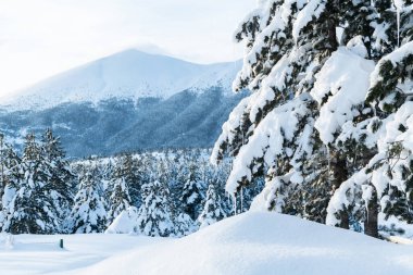 Güneşle öpülmüş karlı tepelerin nefes kesici güzelliğine dalın Parlak güneş ışınları görkemli çam ormanlarında dans ederken huzur dolu dağ manzarasında.