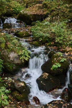 Ormanda oldukça küçük bir şelale. 